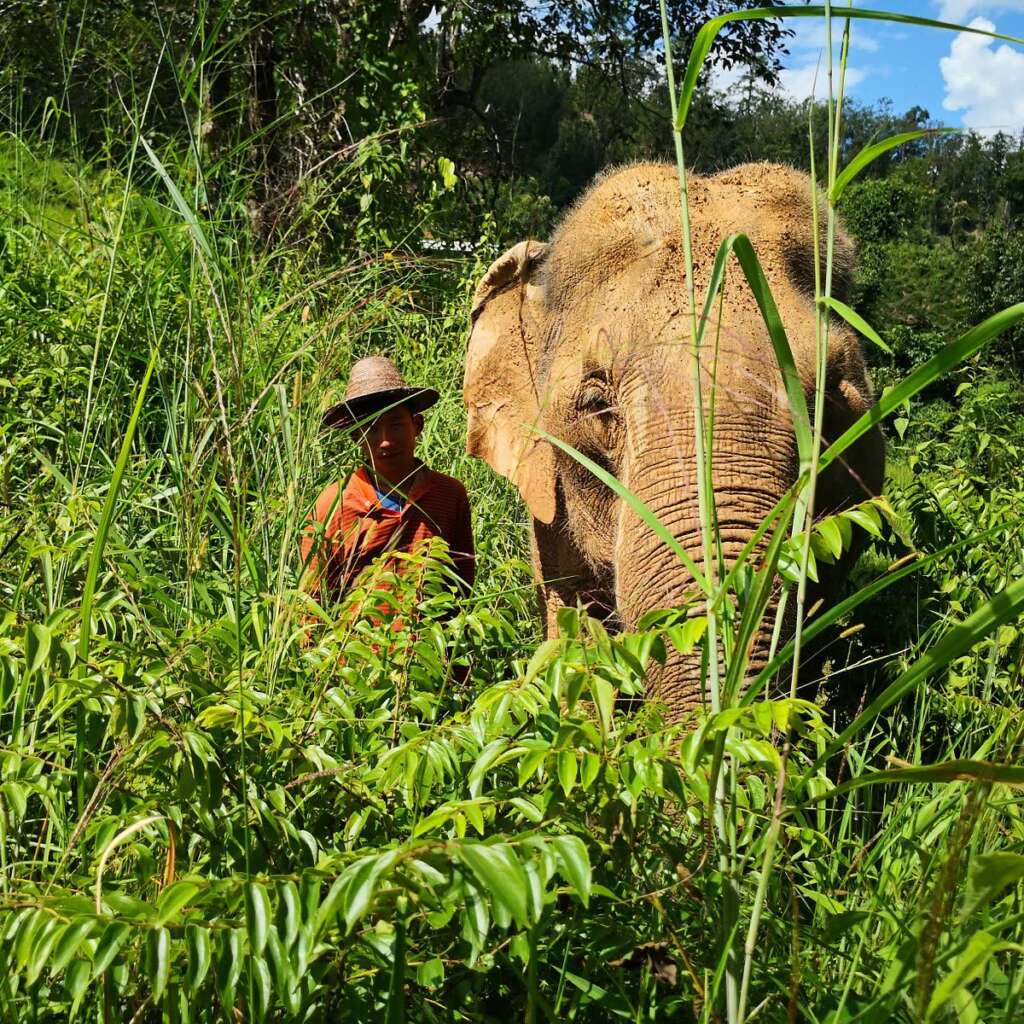ChangChill Elephant Sanctuary Thailand